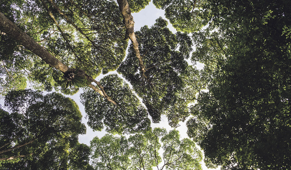 Crown shyness. Ein Bild vom FRIM (Forest Research Institute of Malaysia) aus Malaysia.  