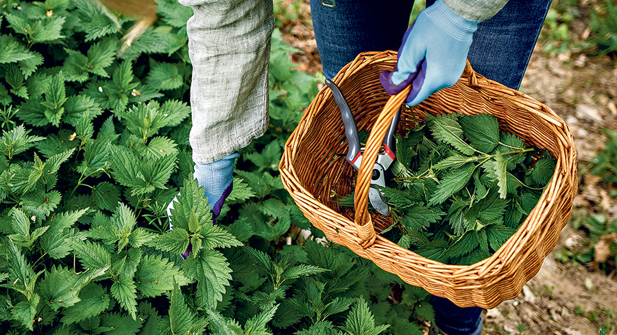 Wer jetzt Brennnesseln sammelt, kann sich einen Vorrat an Brennnesseltee für den Winter anlegen.