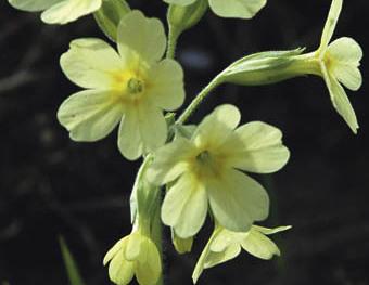 Fr?hlingserwachen, Fr?hling, Himmelschl?sselblume, Himmelschl?sserl, Natur, Gesundheit, Tee, Primula officinalis, Mittel gegen Ohnmacht, Wiese, streng gesch?tzte Blume


Franz Maria Glaser
Einfaltstra?e 7, 4020 Linz
SPARDABANK Linz
BLZ 49460 
Kontonu