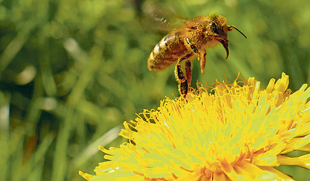 Am 20. Mai ist Welttag der Bienen. Die fleißigen Insekten haben sich diesen Ehrentag wahrlich verdient.
