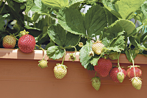 Monatserdbeeren sind zwar etwas kleiner, können dafür aber den ganzen Sommer über genascht werden.