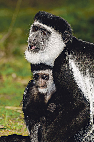 Ein Guereza-Affenbaby mit seiner Mutter – derzeit zu sehen im Tiergarten Wels.  Diese Primaten werden auch Mantelaffen genannt.  