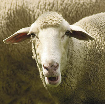 Schafe / Sheep [ (c) www.BilderBox.com, Erwin Wodicka, Siedlerzeile 3, A-4062 Thening, Tel. + 43 676 5103678.Verwendung nur gegen HONORAR, BELEG,URHEBERVERMERK und den AGBs auf bilderbox.com](in an im auf aus als and beim mit einer einem eines * & de