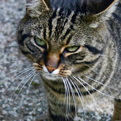 Hallstatt, Echerntal, Ausflug mit Berenberg, Katze