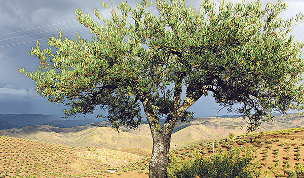 Der Olivenbaum ist eine Gattung der Ölbäume.   