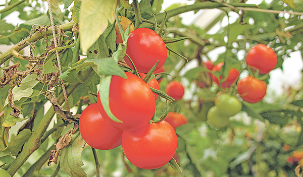 Auch Tomaten haben ihre Geschichte.