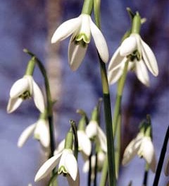 Bl?hende Schneegl?ckchen

Foto Begsteiger KEG
Erzherzog Johann-Gasse 11
Postfach 16
A-8200 Gleisdorf
Tel. / Fax: (+43) 03112 2839
PSK Wien 7280342
