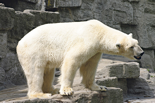 Bewohner der Polarregionen. 