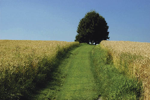 Pfl?gen, Pflug, Feldarbeiten, Traktor, Traktorrad, Eisen, Erde, Saat, Ernte, Feld, Wiese, Technik, Landwirtschaft, Bauer, ackern,  Arbeit, Maschine, Weg, Apfelbaum, H?ferplateau, Wiesenweg, Wandern, Wanderweg,  Ausflug, Wilhering, Bauernhof, EU


Fra