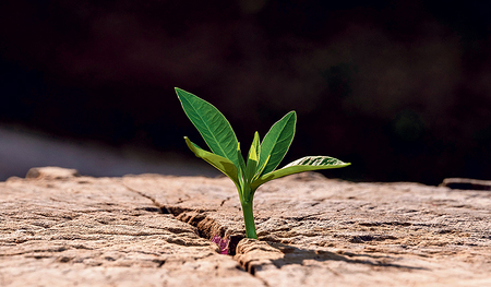 „Doch aus dem Baumstumpf Isais wächst ein Reis hervor, ein junger Trieb aus seinen Wurzeln bringt Frucht.“ (Jesaia 11,1)