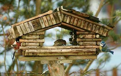 Goldkelchen auf Futtersuche, Federn, Federkleid, Schnabel, Futter, Tier, Tiere, V?gel, Vogel, Scheitel, Augenring, Z?gel, Kehle, Flanken, Armschwingen, Ohrdecken, Kofpstreif, Farbe, Kinn, Futter, Vogelhaus, Winter, Futtersuche, Hunger, Holzhaus, Blau
