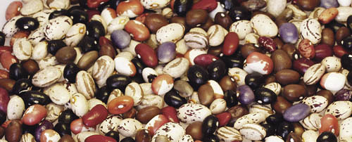 Viele, bunte Bohnen - many beans