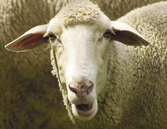 Schafe / Sheep [ (c) www.BilderBox.com, Erwin Wodicka, Siedlerzeile 3, A-4062 Thening, Tel. + 43 676 5103678.Verwendung nur gegen HONORAR, BELEG,URHEBERVERMERK und den AGBs auf bilderbox.com](in an im auf aus als and beim mit einer einem eines * & de