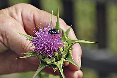 Im dortigen Heilkräutergarten kann man auch die Legende um die Mariendistel und ihre „milchigen“ Blätter erfahren 