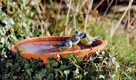 Zugang zu Wasserstellen ist für Vögel auch in der kühleren Jahreszeit wichtig. 
