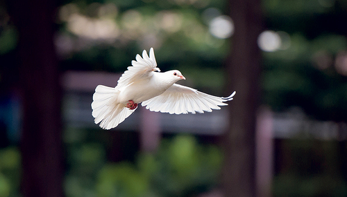 Kraftvoll und sanft zugleich: Die Taube ist ein uraltes Symbol für den Heiligen Geist.  pixabay.com/kieutruongphoto
