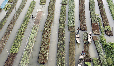 Mensch-Natur-Kollaboration: schwimmende Beete in Bangladesch.    