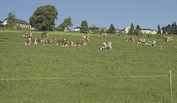 Milchkühe auf Josef Wiesingers Weide   