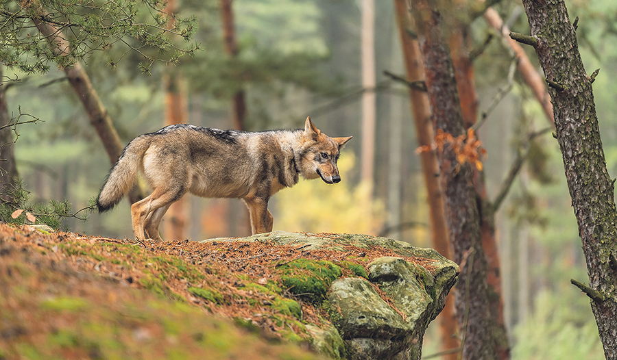 Der Wolf wohnt in jedem von uns, ebenso wie das Lamm. Sie können Frieden finden miteinander, verheißt Jesaja.   