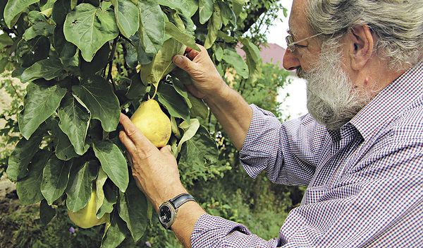 Alte Obstsorten zu erhalten, ist Hehenbergers Ziel. 