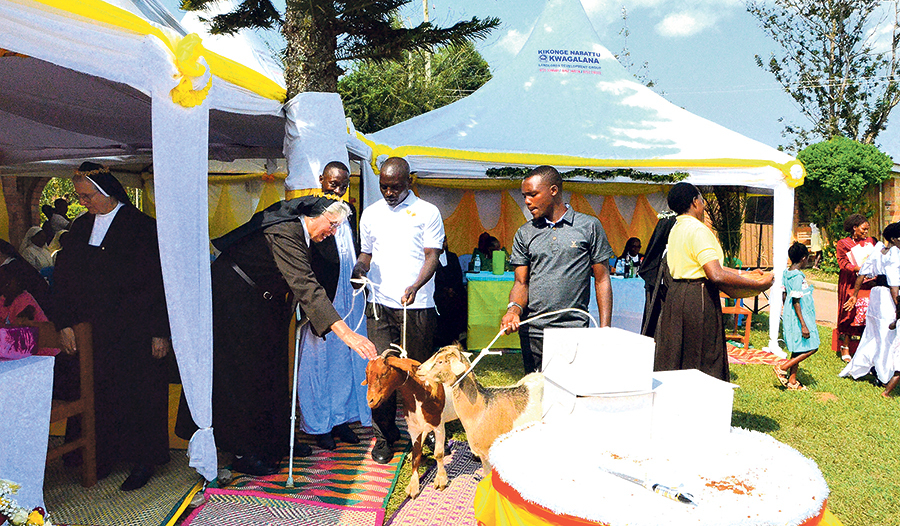 Zum Professjubiläum bekam Sr. Elisabeth Ziegen geschenkt.      