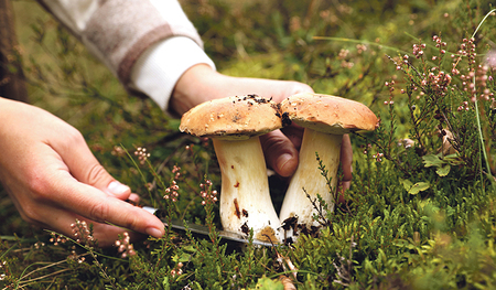 Abschneiden sollten Pilzsammler:innen die Pilze nur dann, wenn sie genau wissen, um welchen es sich handelt.