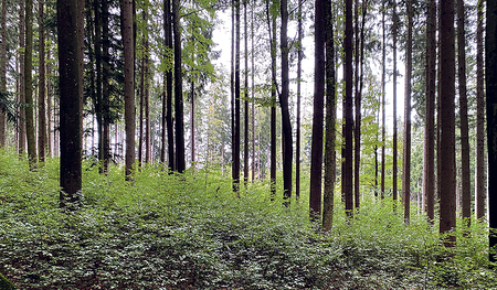 Die Diözese Linz will ihre Wälder mit nachhaltigen Bewirtschaftungsmethoden klimafit machen und die Biodiversität fördern.   