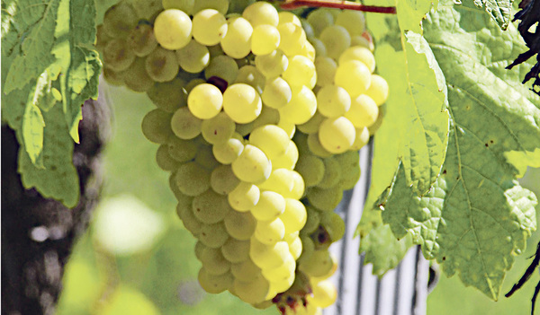 Im Weingut von Klosterneuburg  