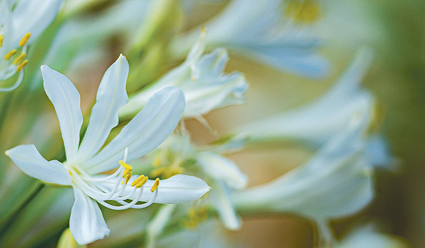 Lilien in Israel