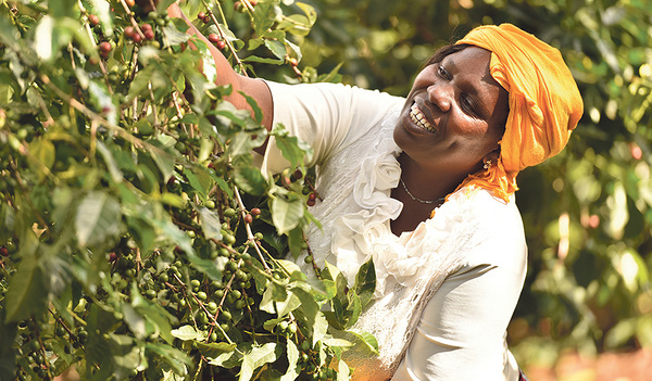 Hier wird Kaffee geerntet.