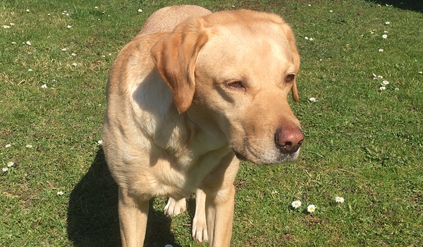 Die Labradorhündin Akita