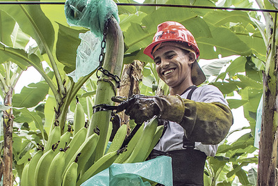 Die Bananenfruchtstände werden auf eine mechanische Beförderungsanlage gehängt. 
