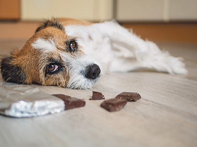 Schokolade kann für Hunde und Katzen tödlich sein. 