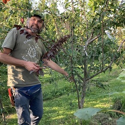 Mahringer mit seinem 'Angeber'-Baum.