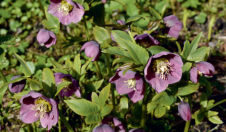 Die farbenfrohen Blüten der Lenzrosen (Nieswurz) sind von Februar bis April am Wegesrand zu sehen.