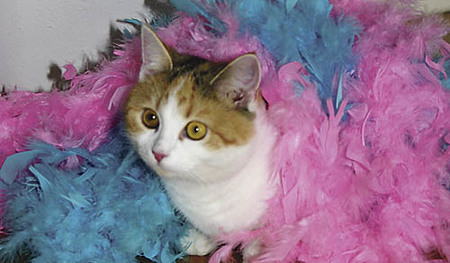 Fasching. Angelika, Florens und Martha haben Freunde ins Haus eingeladen, zu einer Kost?mparty. Insgesamt kamen elf Kinder, mit unseren waren damit 15 Kinder da. Die Eltern haben wir eingeladen, beim Abholen noch zu bleiben. 
Katze Sophi mit Federkle