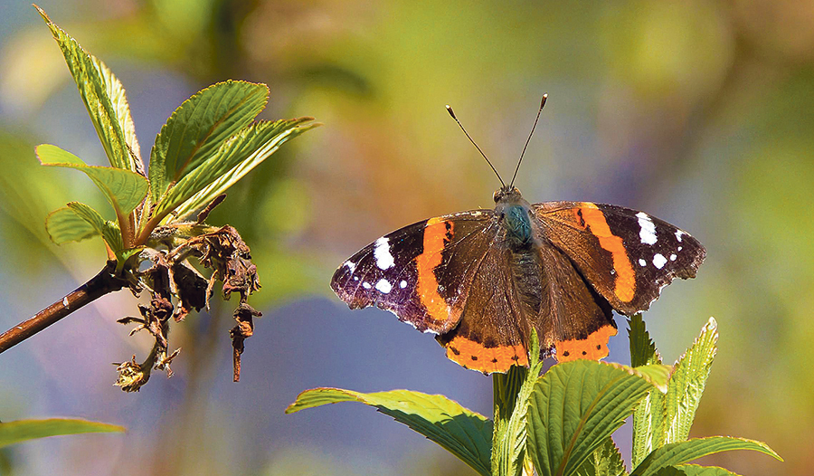 Der „Admiral“ ist eine der beeindruckendsten Schmetterlingsarten in Österreich. Durch das klimawandelbedingte wärmere Wetter findet man ihn auch immer öfter im Hochgebirge.