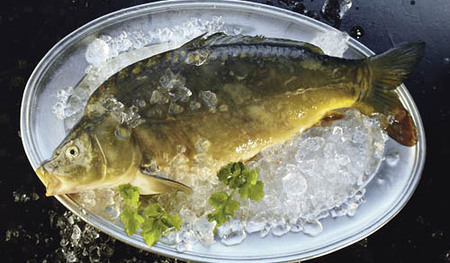 Frischer Karpfen auf Silberteller mit Eis | Fresh Common carp in ico on a silver plate