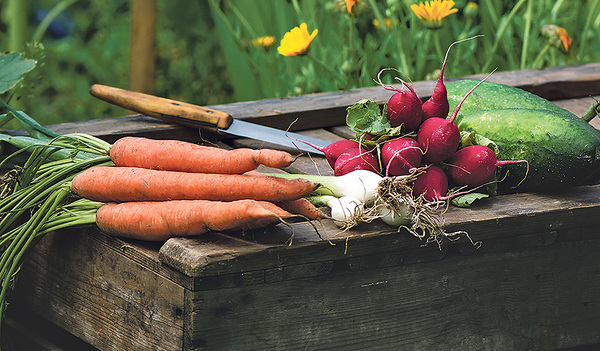 Wachsen zusammen: Karotten, Zwiebeln und Radieschen.  