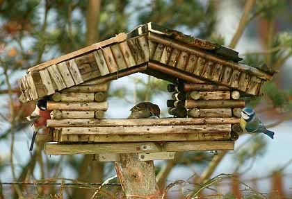 Goldkelchen auf Futtersuche, Federn, Federkleid, Schnabel, Futter, Tier, Tiere, V?gel, Vogel, Scheitel, Augenring, Z?gel, Kehle, Flanken, Armschwingen, Ohrdecken, Kofpstreif, Farbe, Kinn, Futter, Vogelhaus, Winter, Futtersuche, Hunger, Holzhaus, Blau