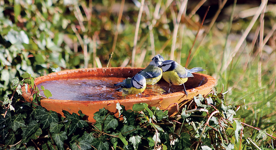 Zugang zu Wasserstellen ist für Vögel auch in der kühleren Jahreszeit wichtig. 