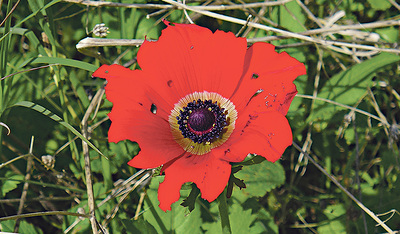 Im Frühling blühen um den See die Anemonen – die ersten sind heuer bereits da.  