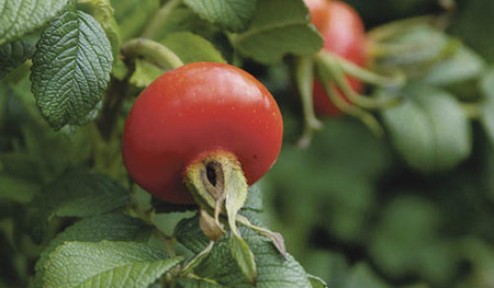 Thermenurlaub in Geinberg, Ober?sterreich, Therme, Urlaub, Freizeit, Baden, Relaxen, Thermengemeinde Geinberg, Tourismus, Menschen, Lagune, Wasser, Erholung, Sonnenschirme, Sonne, Hallenbad, Hagebutte, Gew?chs.

Geinberg, Ober?sterreich, Bezirk Ried 