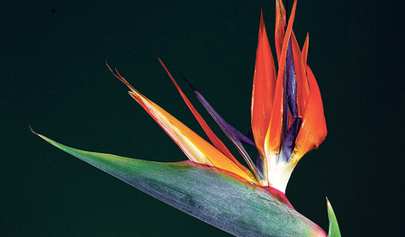Die Strelitzie: Ein Symbol für Unsterblichkeit.