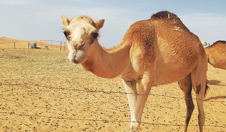 Einst transportierten Kamele auch Weihrauch. 