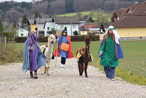 Alpakas unterstützten in Attnang die Dreikönigsaktion. 