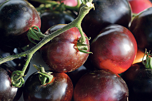 Black Cherry Tomate