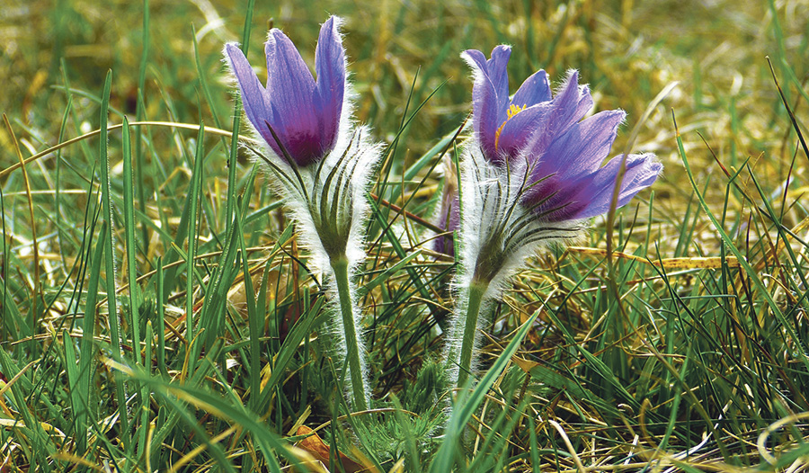 Das größte Vorkommen  der vom Aussterben bedrohten Gewöhnlichen Kuhschelleoder „Küchenschelle“ (Pulsatilla vulgaris) in Oberösterreich liegt entlang der „Kuhschellen-Böschung“, einem kleinen Naturschutzgebiet in Neuzeug.